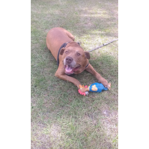 Image of Poocho, Lost Dog