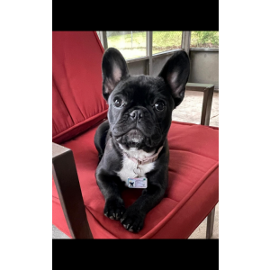 Lost Dog Presley