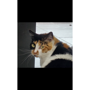 Image of Sweetie, Lost Cat