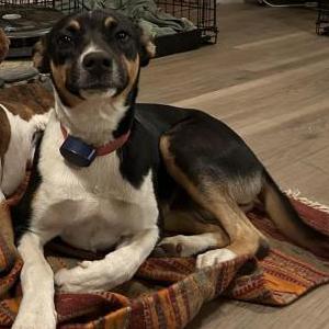 Lost Dog Bowman
