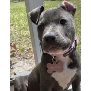 Image of Tequila, Lost Dog
