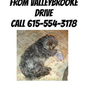 Image of Kenzie, Lost Dog