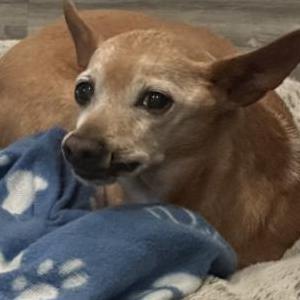Lost Dog Rascal