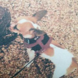 Lost Dog Tiny