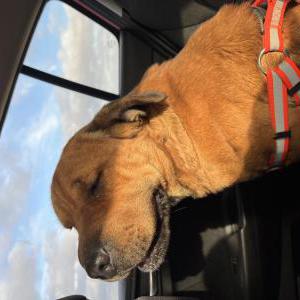 Image of Max/Atlas, Lost Dog