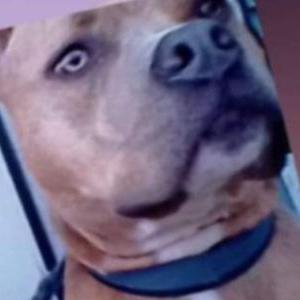 Image of Charlie, Lost Dog