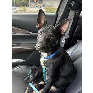 Image of Unknown, Found Dog