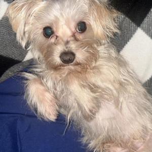 Image of Casper, Lost Dog