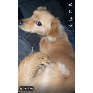 Lost Dog Kai