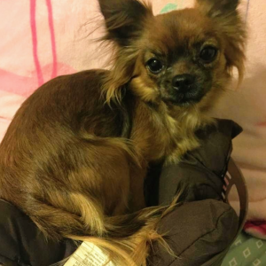 Image of Cosita, Lost Dog