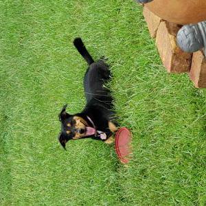 Image of Reyna, Lost Dog