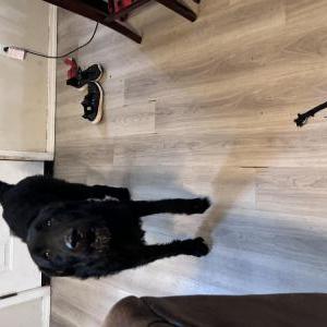 Found Dog Unknown