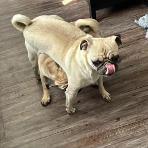 Lost Dog Concha