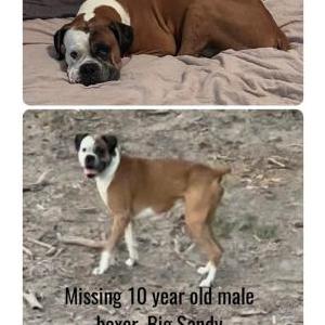 Image of JJ, Lost Dog