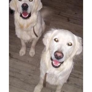 Lost Dog Goose&Maverick2dogs