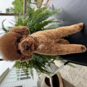 Image of Charlotte, Lost Dog