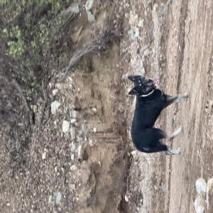 Image of Unknown, Found Dog