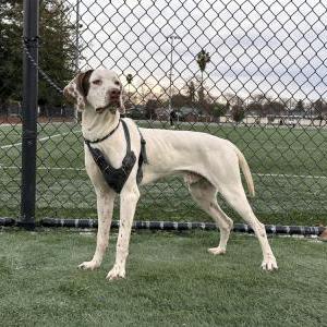 Image of Chunk, Lost Dog