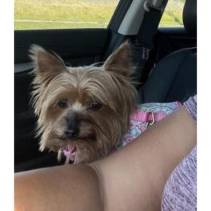 Image of Layla, Lost Dog