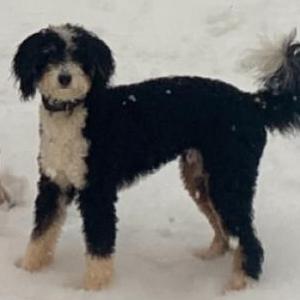 Image of Oreo, Lost Dog