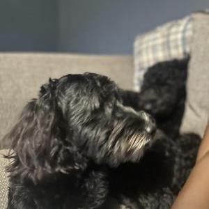 Image of Socks, Lost Dog