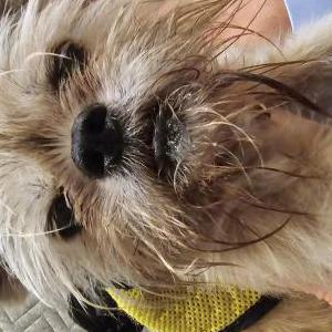 Image of Sammy, Lost Dog