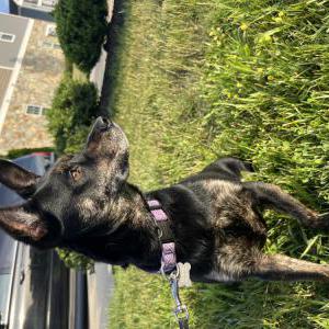 Image of Brandi, Lost Dog