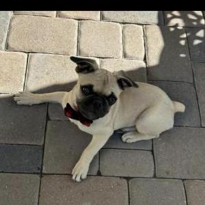 Image of Leon, Lost Dog
