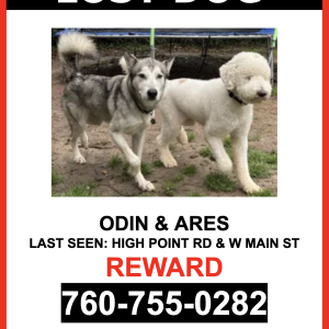 Lost Dog ODIN & ARES