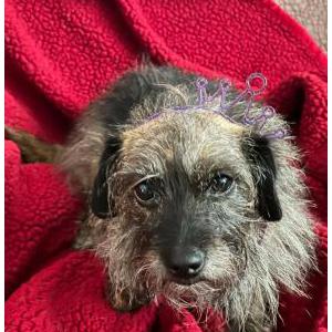 Image of Inky, Lost Dog
