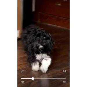 Lost Dog Luna