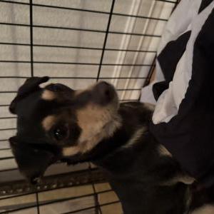 Image of Unknown, Found Dog