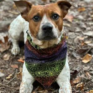 Image of Ace, Lost Dog