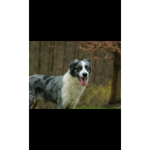 Lost Dog Harper