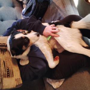 Image of Bo, Lost Dog