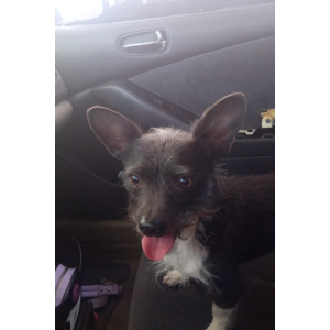 Lost Dog Toby