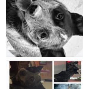 Lost Dog Jemma