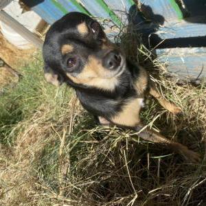 Lost Dog Chiquita