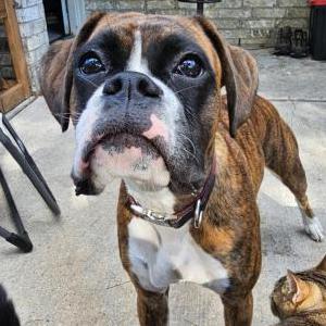 Image of Pretzel, Lost Dog