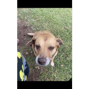 Image of Alli, Lost Dog