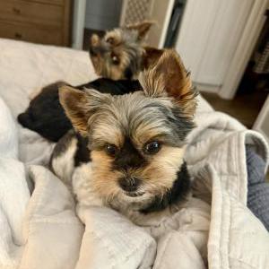 Image of Ruby, Lost Dog