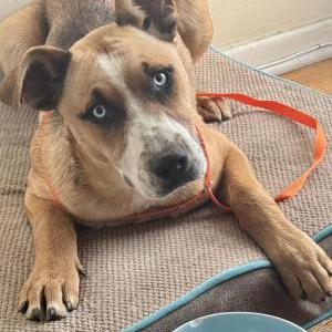 Found Dog Unknown