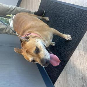 Image of Unknow, Found Dog