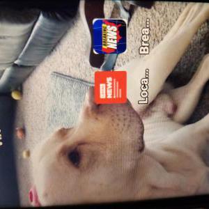 Lost Dog Buddy