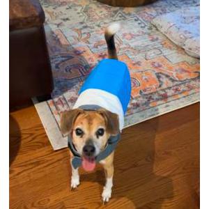 Image of Omar, Lost Dog