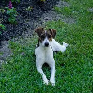 Image of Love, Lost Dog