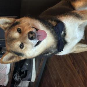 Image of Kody, Lost Dog