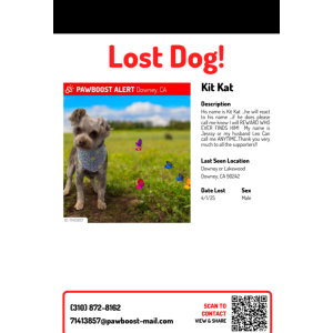 Lost Dog Kitkat
