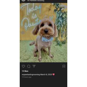 Lost Dog Mookie