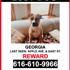 Lost Dog Georgia